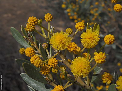 Acacia argyrophylla f Denzel Murfet Rockleigh